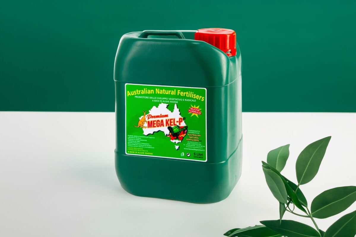 Premium Mega-Kelp - Estratto concentrato di alghe marine Durvillaea potatorum